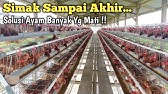 PENTINGNYA BIO SECURITY DI KANDANG AYAM PETELUR !