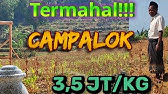 Bukan Srintil!! Tembakau Termahal Ada di Sumenep Madura.