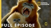 Forest of the Golden Monkey (Full Episode) | The Hidden Kingdoms of China