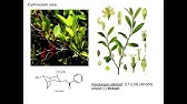 (2 dari 2) METABOLIT PRIMER DAN SEKUNDER - FARMAKOGNOSI