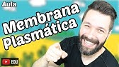 Membrana Plasmática - Funções e Estrutura | Biologia com Samuel Cunha