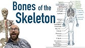 Bones of the Skeleton