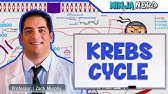 Metabolism | The Krebs Cycle