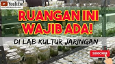 Ruangan Inkubasi Kultur Jaringan