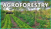 Agroforestry Systems and Sustainable Agriculture