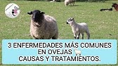 3 enfermedades más comunes en ovejas y su tratamiento 😊👍🐑#veterinaria #ovejas #zootecnia #rumiantes