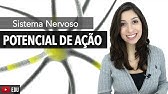 Sistema Nervoso 5/6: Potencial de ação