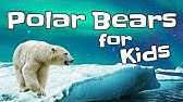 Polar Bears for Kids