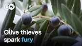 Criminal gangs exploiting the olive oil crisis in Spain | DW Documentary