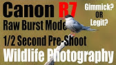 Canon R7 - RAW BURST MODE - 1/2 Second Pre-shoot for Wildlife Photography - Gimmick?? or Legit??