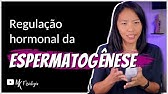 REGULAÇÃO HORMONAL DA ESPERMATOGÊNESE | MK Fisiologia