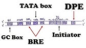 Eukaryotic Transcription - Promoter Structure and Organization (TATA box, Initiator, BRE, MTE, etc.)