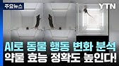 AI로 동물 행동 변화 분석...개발 약물 효능 정확도 높인다! / YTN