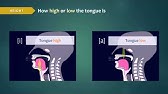 Introduction to Articulatory Phonetics (Vowels)