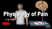 Physiology of Pain, Animation.