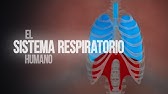 ¿Cómo funciona el sistema respiratorio? (Animación)