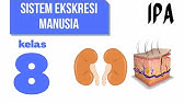 SISTEM EKSKRESI PADA MANUSIA: IPA KELAS 8 SMP