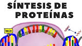 Transcripción de ADN; traducción de ARN o síntesis de proteínas; explicado