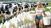 Dairy cattle breeding & Milk production | Agriculture Technology