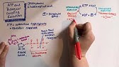 ATP and Biological coupling reactions