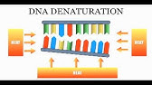 DNA Sequencing: The Chain Termination Method (Sanger Method)