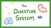 GCSE Biology - Digestive System  #18