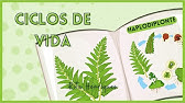 Ciclos de Vida | BIOLOGIA 11º