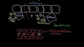 Respuesta inflamatoria | Khan Academy en Español