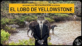 El lobo de Yellowstone - Un ejemplo de restauración