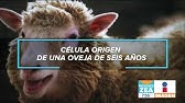 La historia de Dolly, la oveja clonada | Noticias con Francisco Zea