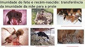 Aula Imunologia Veterinária | Imunidade no feto e recém-nascido