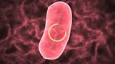 La tecnologia del DNA ricombinante