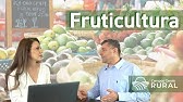 Como funciona a fruticultura?