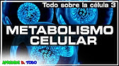 Metabolismo celular - anabolismo y catabolismo |Todo sobre la Célula 3| Biología
