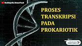 Tahapan Transkripsi RNA pada Prokariotik