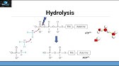 Hydrolysis of ATP