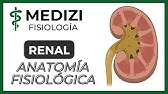 Clase 55 Fisiología Renal - Anatomía funcional del riñón  (IG:@doctor.paiva)