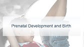 PSY 235 : Prenatal Development and Birth