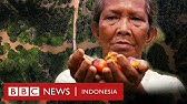 Investigasi plasma sawit: 'Kami sudah sering dibohongi' - BBC News Indonesia