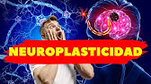 🧠NEUROPLASTICIDAD (Plasticidad cerebral)| NEUROCIENCIA