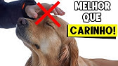 10 Coisas que o seu cachorro AMA MAIS QUE CARINHO! ❤️🐕