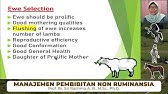 pembibitan dombing-3